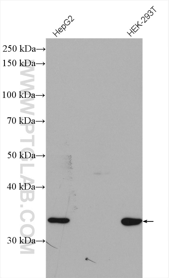 Western Blot (WB) analysis of various lysates using NIT1 Polyclonal antibody (14380-1-AP)