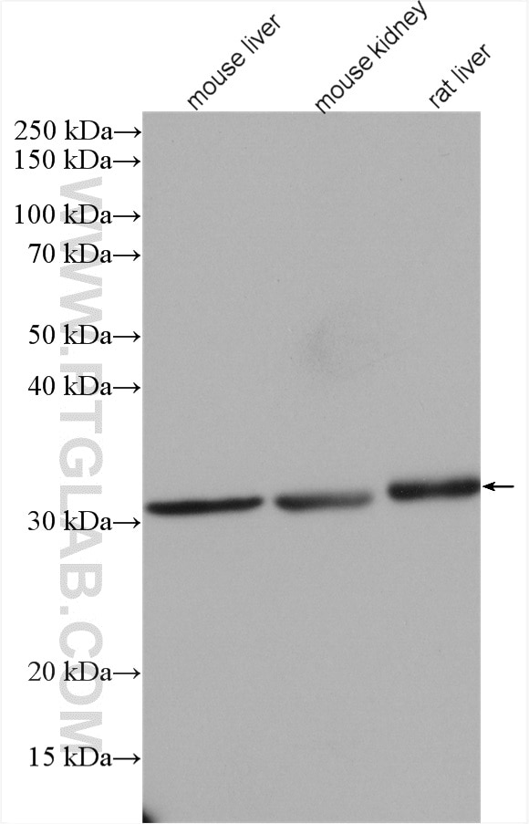 Western Blot (WB) analysis of various lysates using NIT2 Polyclonal antibody (16438-1-AP)