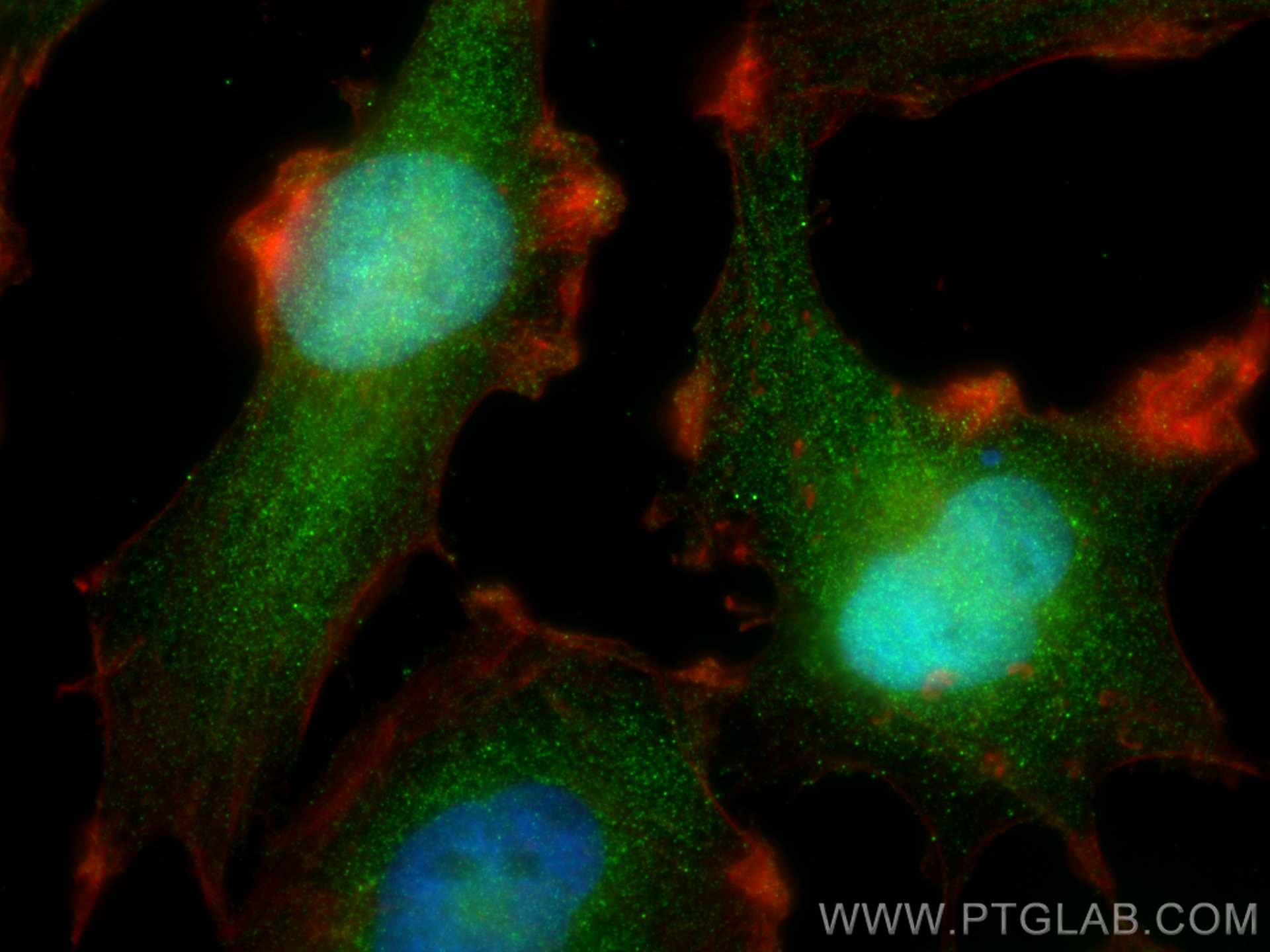 Immunofluorescence (IF) / fluorescent staining of U-251 cells using NIT2 Monoclonal antibody (68169-1-Ig)