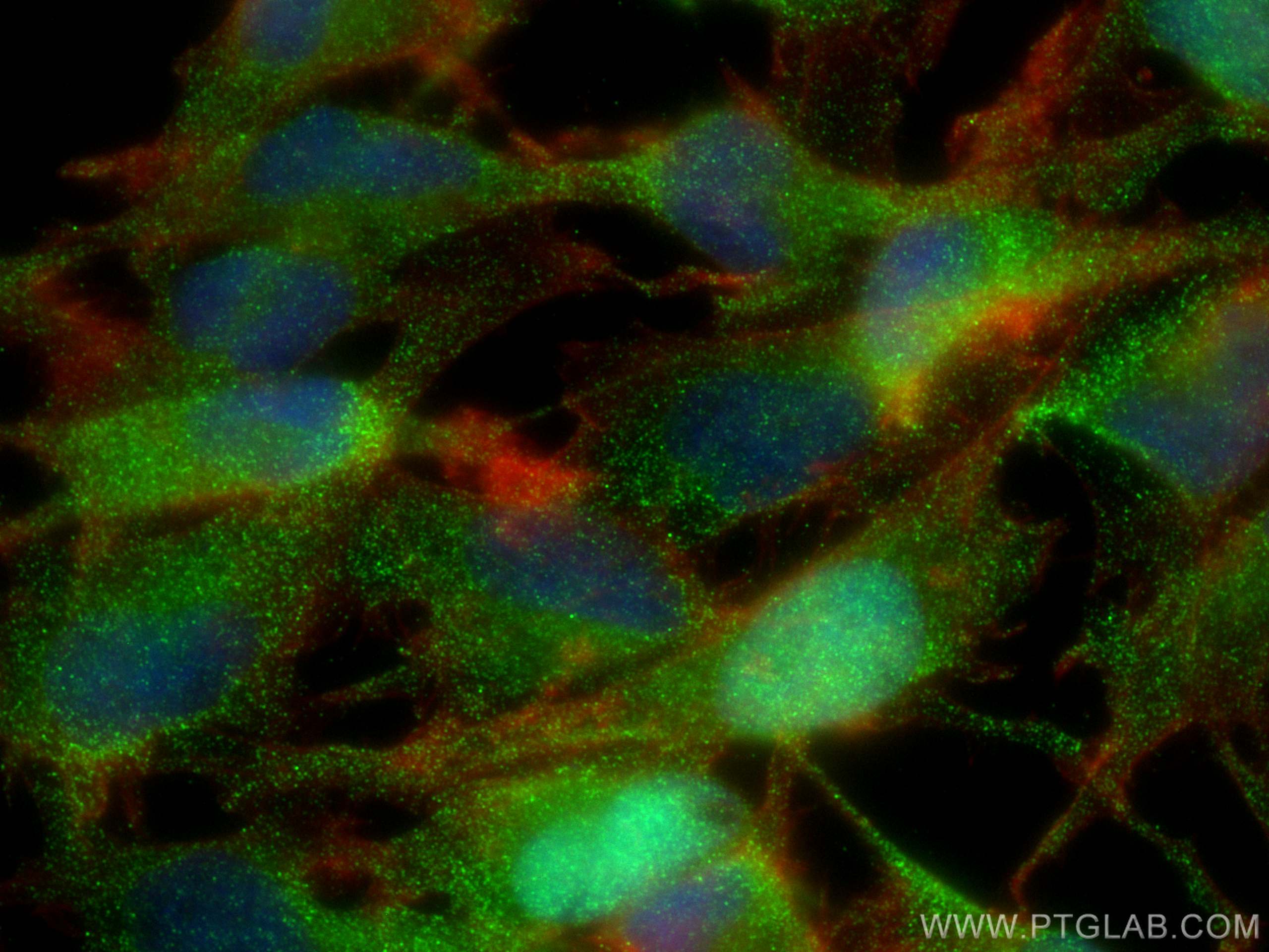 Immunofluorescence (IF) / fluorescent staining of U-251 cells using NIT2 Monoclonal antibody (68169-1-Ig)