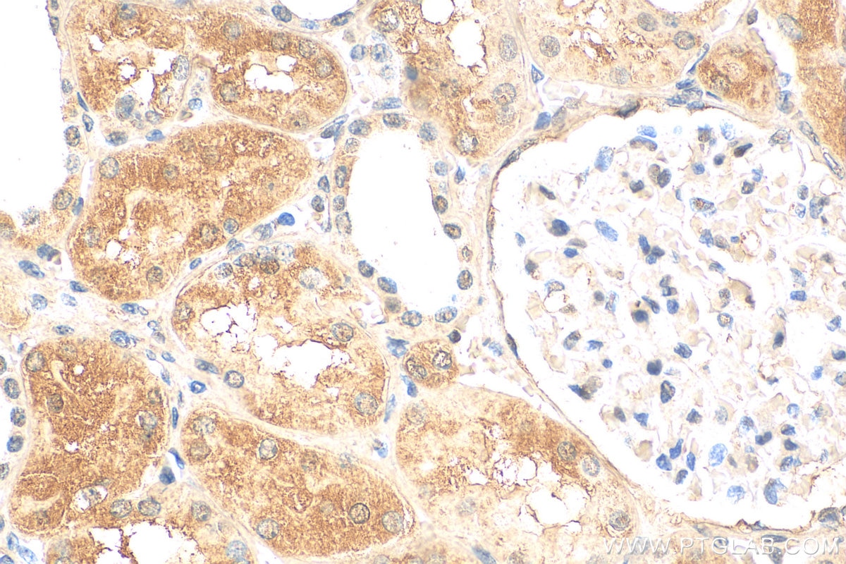 Immunohistochemistry (IHC) staining of human kidney tissue using NIT2 Monoclonal antibody (68169-1-Ig)