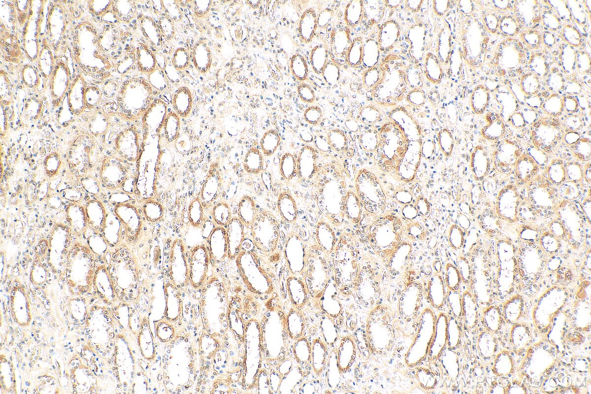 Immunohistochemistry (IHC) staining of human kidney tissue using NIT2 Monoclonal antibody (68169-1-Ig)