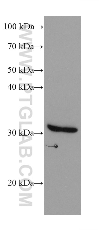 Western Blot (WB) analysis of HeLa cells using NIT2 Monoclonal antibody (68169-1-Ig)