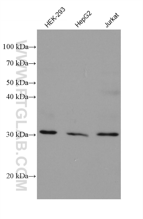Western Blot (WB) analysis of various lysates using NIT2 Monoclonal antibody (68169-1-Ig)