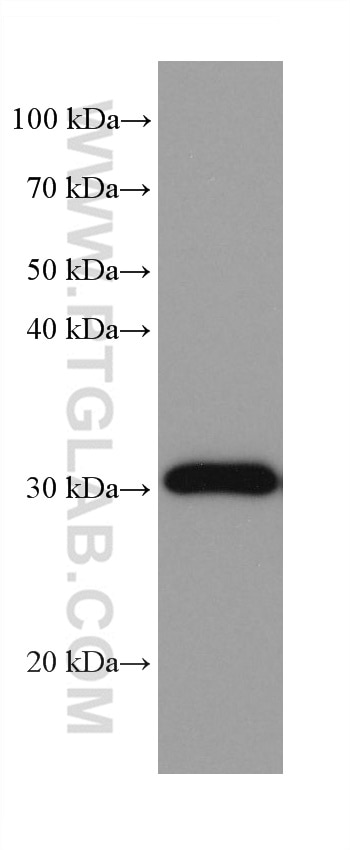 Western Blot (WB) analysis of pig liver tissue using NIT2 Monoclonal antibody (68169-1-Ig)