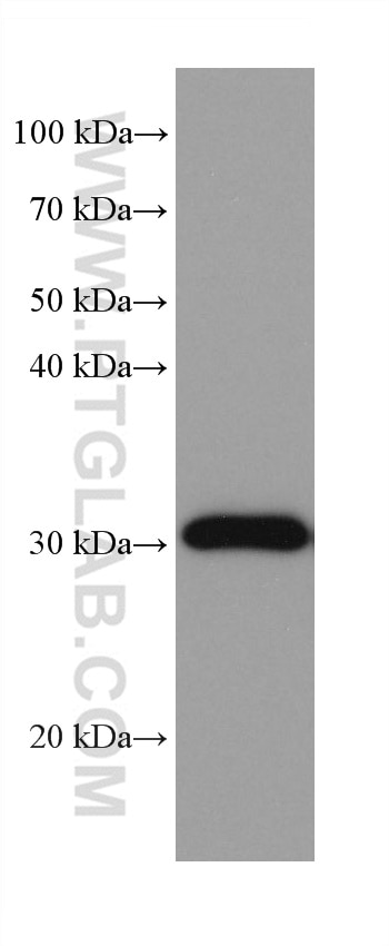 WB analysis of pig liver using 68169-1-Ig