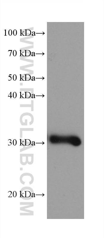 Western Blot (WB) analysis of mouse liver tissue using NIT2 Monoclonal antibody (68169-1-Ig)