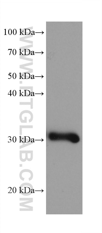 WB analysis of mouse liver using 68169-1-Ig