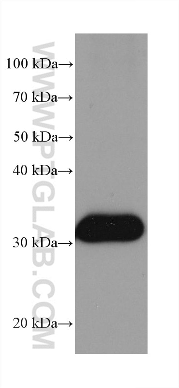 Western Blot (WB) analysis of rat liver tissue using NIT2 Monoclonal antibody (68169-1-Ig)