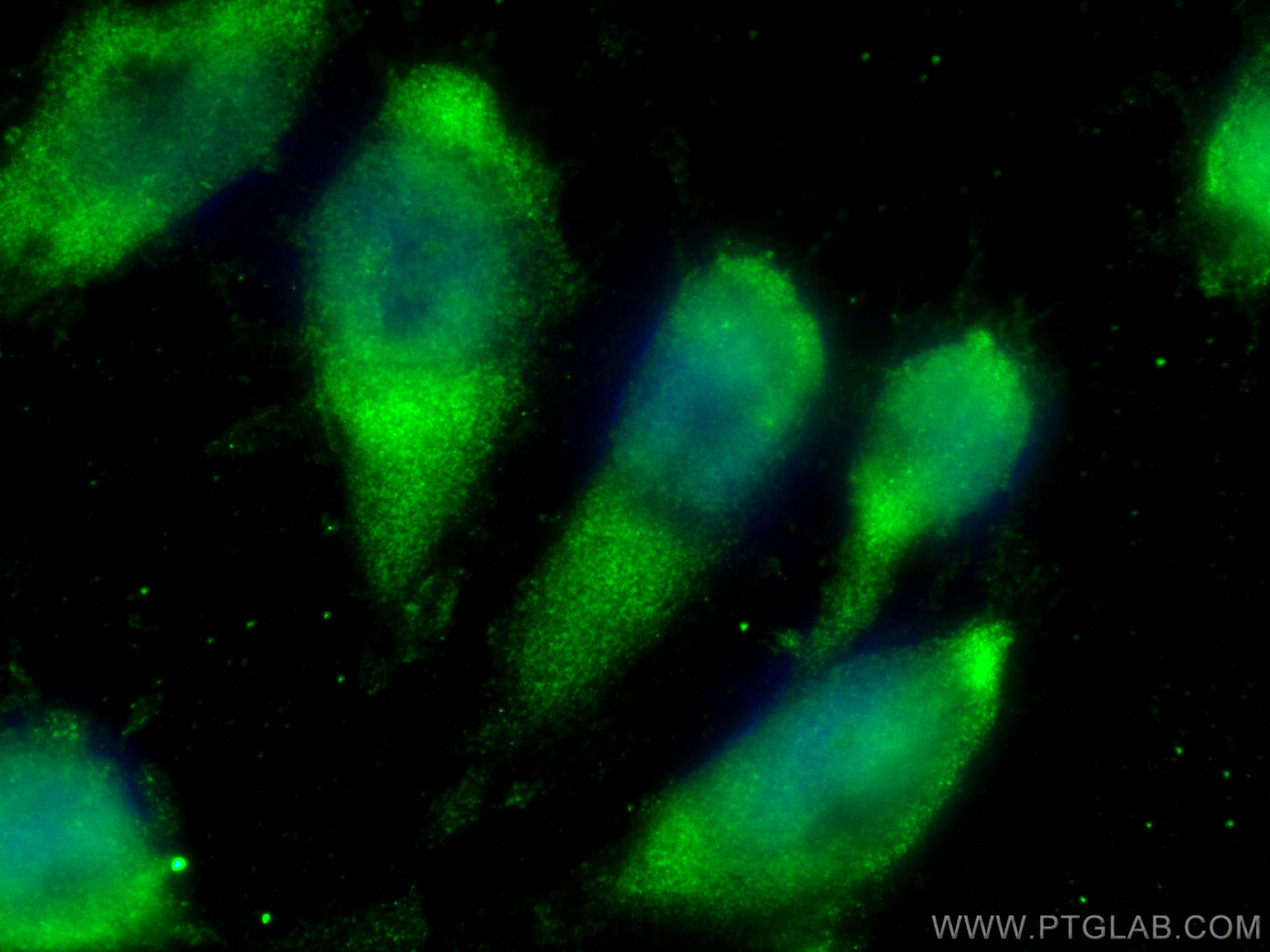 Immunofluorescence (IF) / fluorescent staining of U-251 cells using CoraLite® Plus 488-conjugated NIT2 Monoclonal anti (CL488-68169)