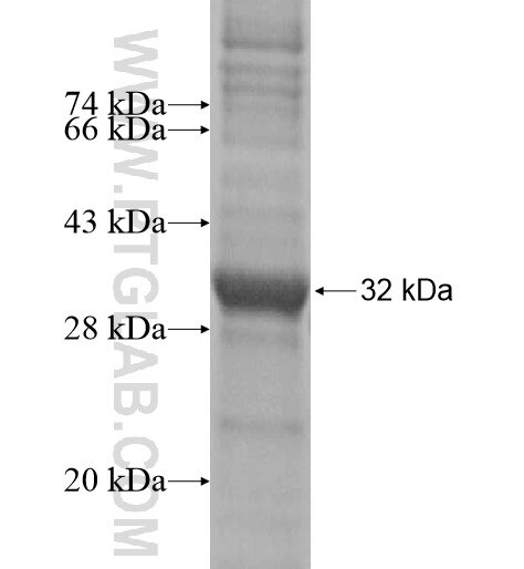 NKAIN2 fusion protein Ag14164 SDS-PAGE