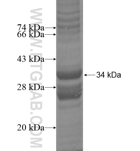NKAIN4 fusion protein Ag14165 SDS-PAGE