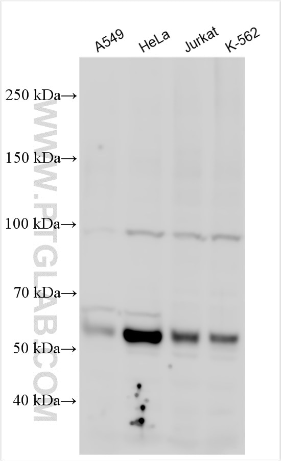 Western Blot (WB) analysis of various lysates using NKAP Polyclonal antibody (27437-1-AP)