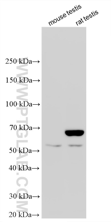 WB analysis using 26993-1-AP (same clone as 26993-1-PBS) Western Blot (WB) analysis of various lysates using NKAPL Polyclonal antibody (26993-1-AP)