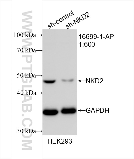 Western Blot (WB) analysis of HEK-293 cells using NKD2 Polyclonal antibody (16699-1-AP)