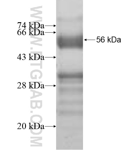 Naked2 fusion protein Ag10094 SDS-PAGE