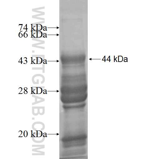 Naked2 fusion protein Ag9818 SDS-PAGE