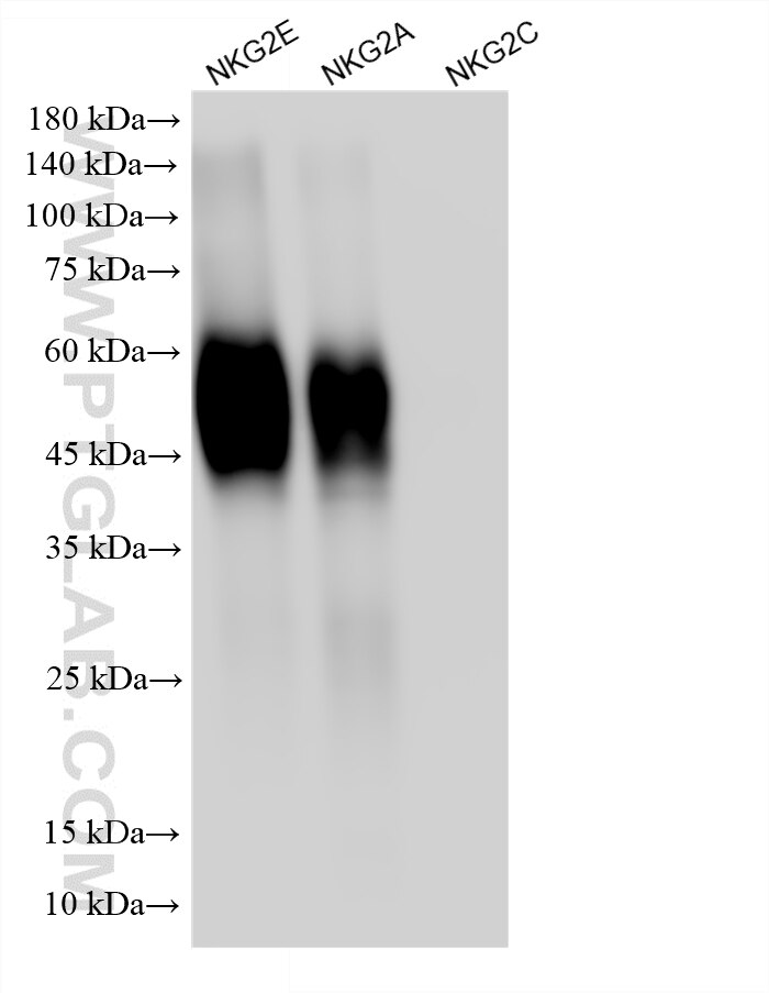 Western Blot (WB) analysis of various lysates using NKG2E Recombinant monoclonal antibody (87818-1-RR)
