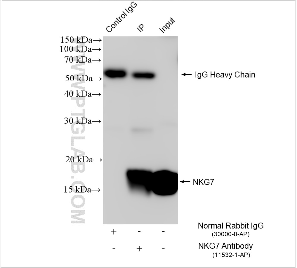 Immunoprecipitation (IP) experiment of NK-92 cells using NKG7 Polyclonal antibody (11532-1-AP)