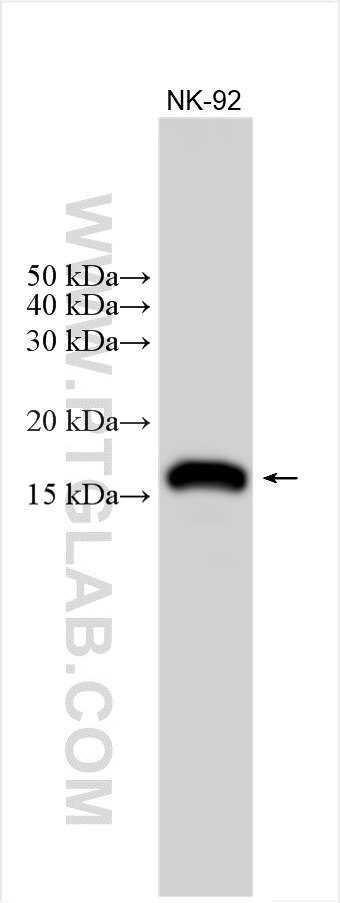 Western Blot (WB) analysis of various lysates using NKG7 Polyclonal antibody (11532-1-AP)
