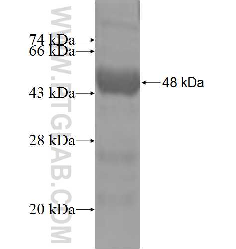 NKIRAS1 fusion protein Ag5271 SDS-PAGE