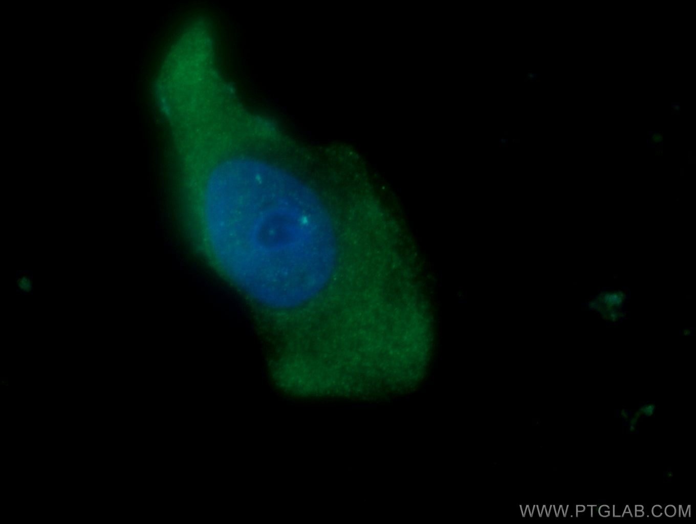 Immunofluorescence (IF) / fluorescent staining of A431 cells using NKIRAS2 Polyclonal antibody (10174-1-AP)