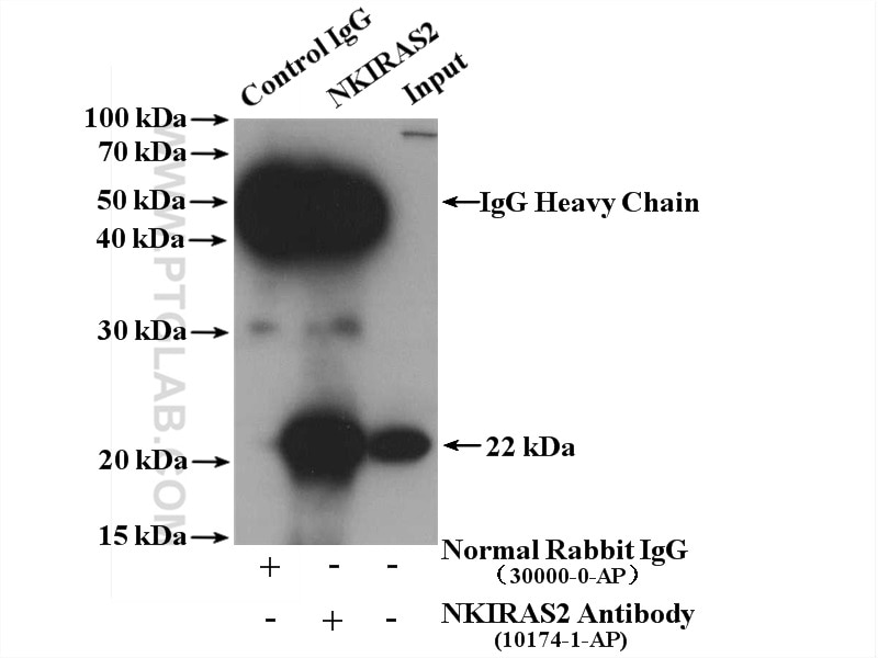 Immunoprecipitation (IP) experiment of HEK-293 cells using NKIRAS2 Polyclonal antibody (10174-1-AP)