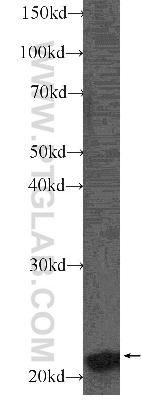 Western Blot (WB) analysis of HepG2 cells using NKIRAS2 Polyclonal antibody (10174-1-AP)