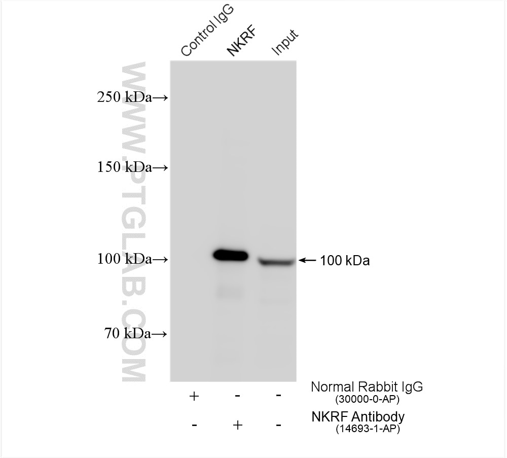 Immunoprecipitation (IP) experiment of HeLa cells using NKRF Polyclonal antibody (14693-1-AP)