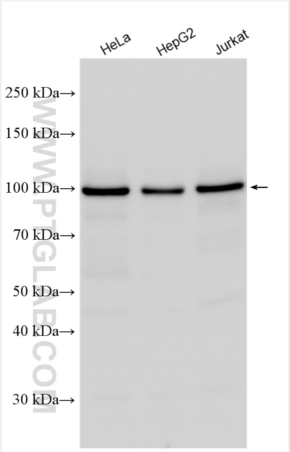 Western Blot (WB) analysis of various lysates using NKRF Polyclonal antibody (14693-1-AP)