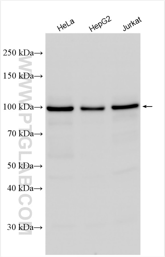 WB analysis using 14693-1-AP