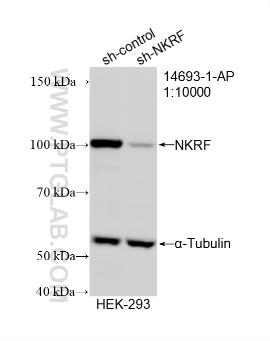 Western Blot (WB) analysis of HEK-293 cells using NKRF Polyclonal antibody (14693-1-AP)