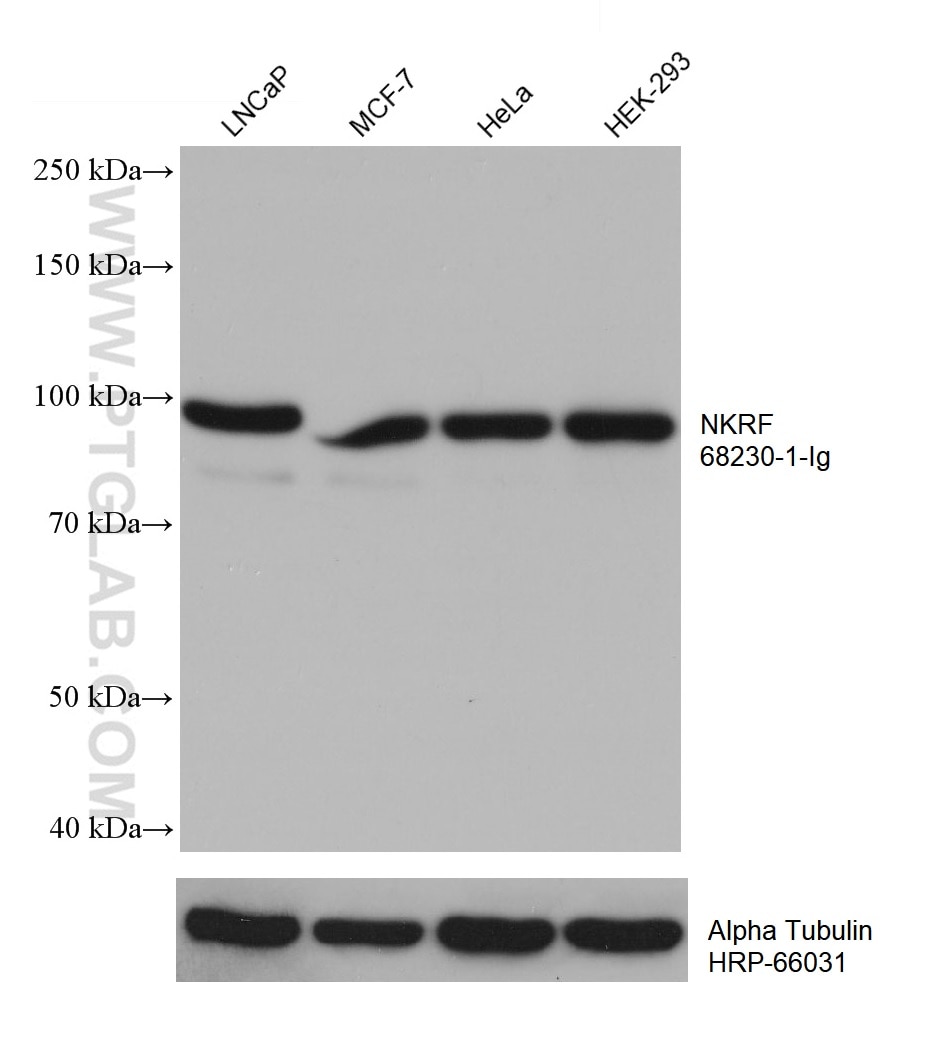Western Blot (WB) analysis of various lysates using NKRF Monoclonal antibody (68230-1-Ig)