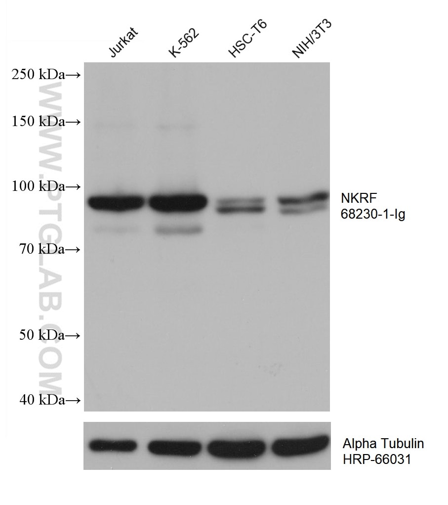 Western Blot (WB) analysis of various lysates using NKRF Monoclonal antibody (68230-1-Ig)