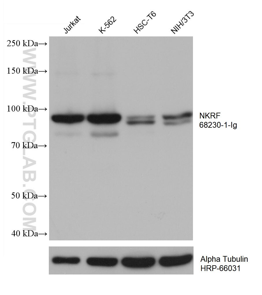 WB analysis using 68230-1-Ig
