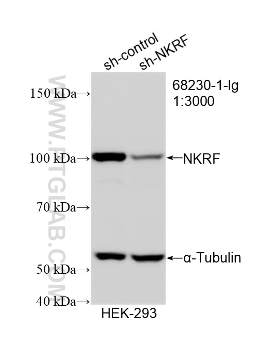 Western Blot (WB) analysis of HEK-293 cells using NKRF Monoclonal antibody (68230-1-Ig)