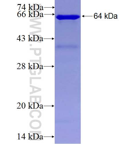 NKRF fusion protein Ag6252 SDS-PAGE