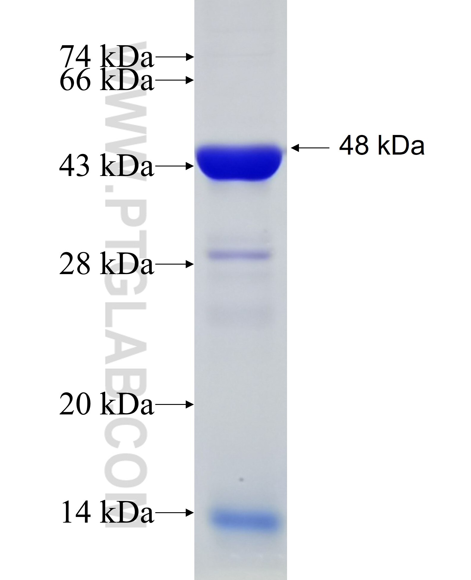 NKRF fusion protein Ag6374 SDS-PAGE