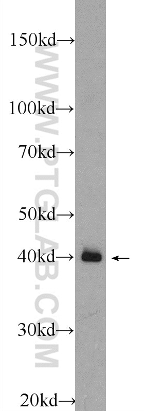 Western Blot (WB) analysis of mouse brain tissue using NKX1-2 Polyclonal antibody (55484-1-AP)