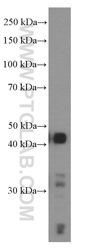 Western Blot (WB) analysis of HepG2 cells using TTF1 Monoclonal antibody (66034-1-Ig)