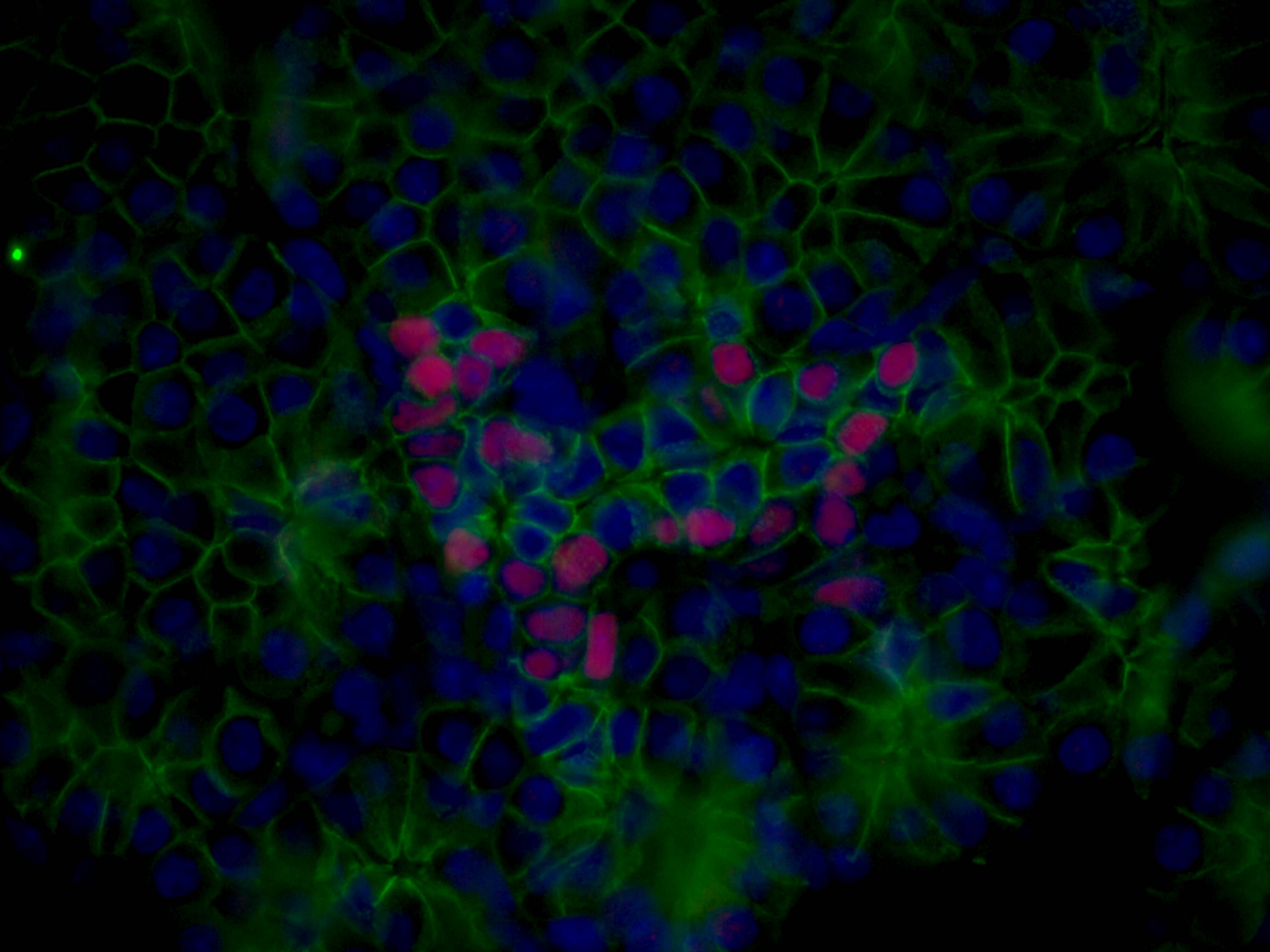 Immunofluorescence (IF) / fluorescent staining of E16.5 mouse pancreas tissue using NKX2-2 Polyclonal antibody (13013-1-AP)