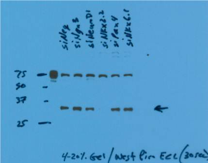 Western Blot (WB) analysis of Min6 cells using NKX2-2 Polyclonal antibody (13013-1-AP)