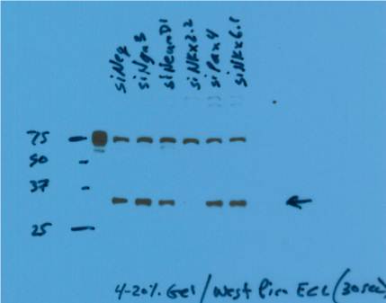 NKX2-2 Polyclonal antibody