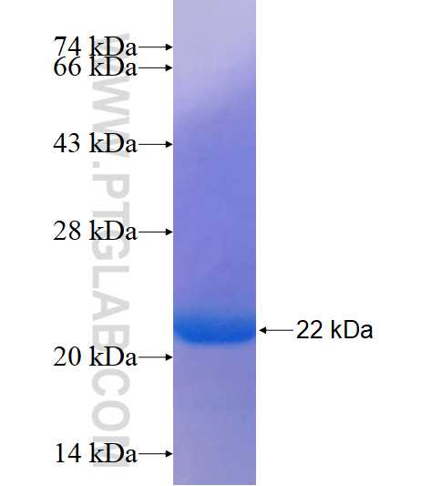 NKX2-2 fusion protein Ag14462 SDS-PAGE