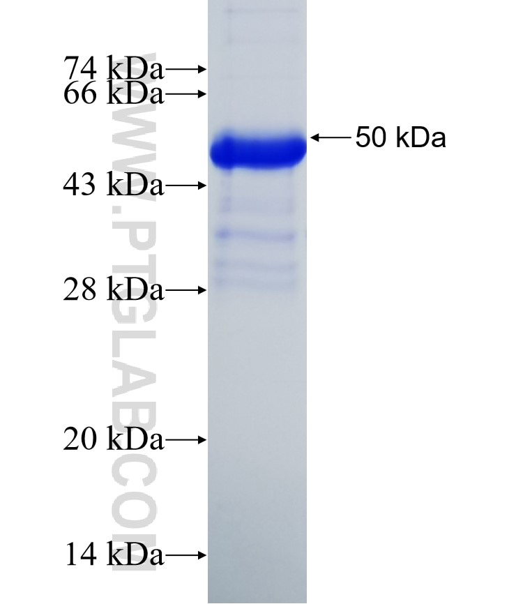 NKX2-3 fusion protein Ag25216 SDS-PAGE