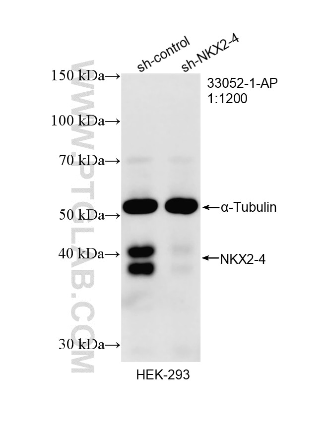 Western Blot (WB) analysis of HEK-293 cells using NKX2-4 Polyclonal antibody (33052-1-AP)