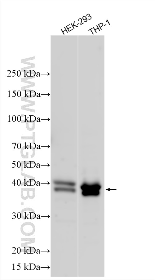 Western Blot (WB) analysis of various lysates using NKX2-4 Polyclonal antibody (33052-1-AP)