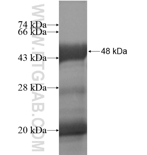 NKX2-8 fusion protein Ag14244 SDS-PAGE