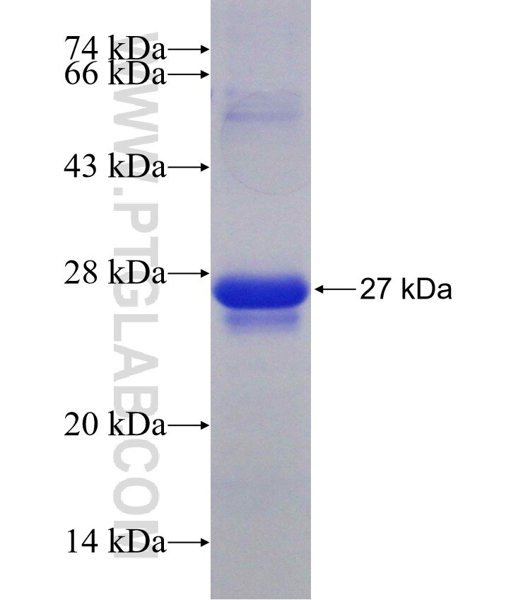 NKX2-8 fusion protein Ag14672 SDS-PAGE