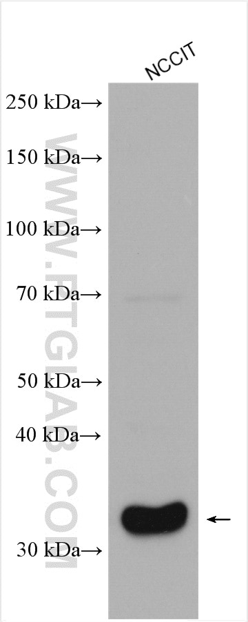 Western Blot (WB) analysis of LNCaP cells using NKX3-1 Polyclonal antibody (13069-1-AP)